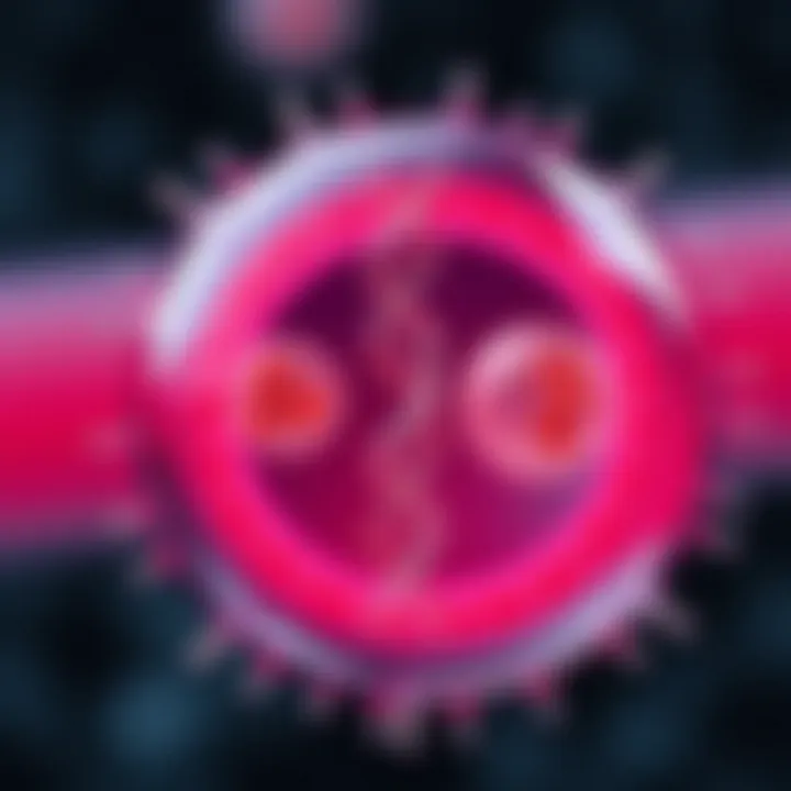 Diagram illustrating the stages of binary fission in a single-celled organism showing DNA replication and cell division